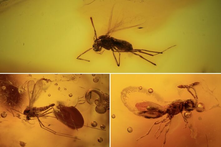Detailed Fossil Flies And Wasp In Baltic Amber #87059
